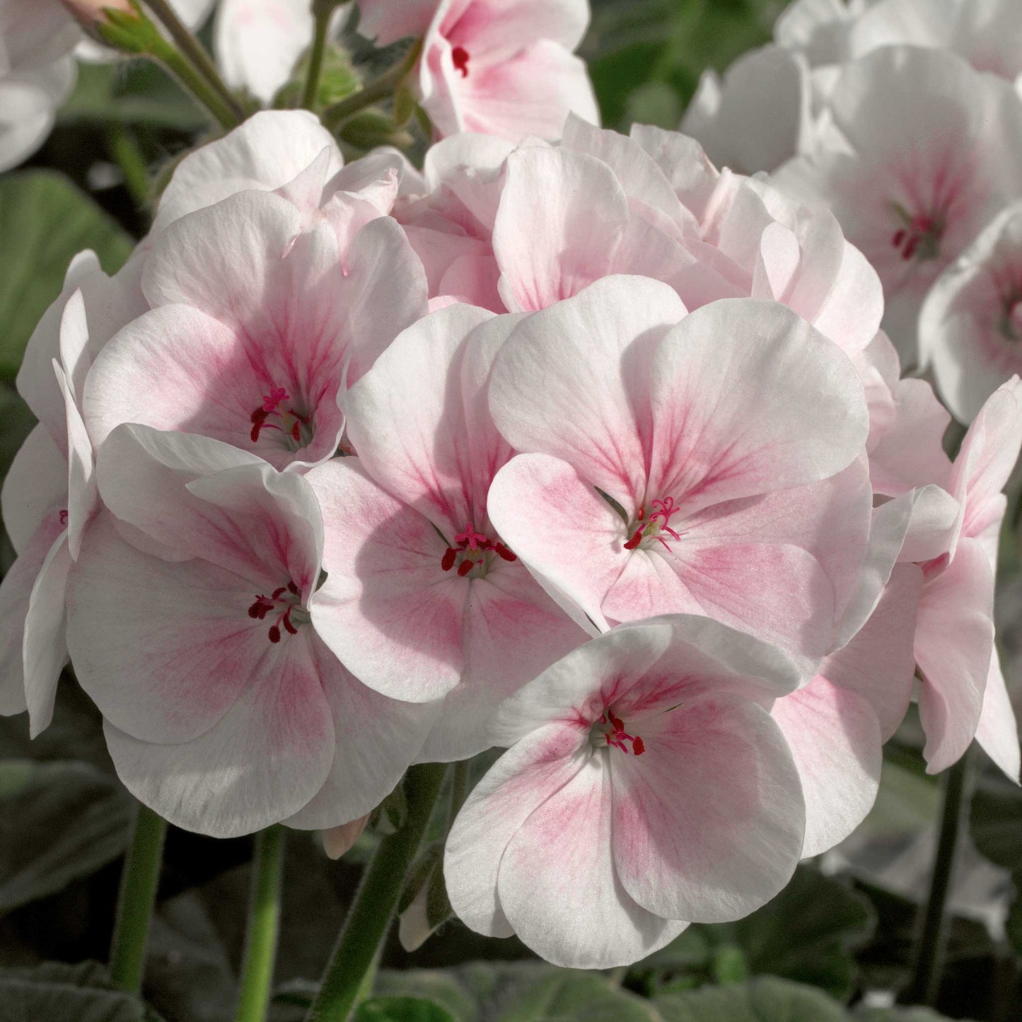 geranium maverick appleblossom