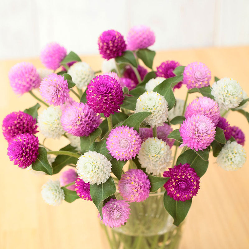 pongapong flower seeds Bulk Gomphrena Seeds - Ping Pong Mix