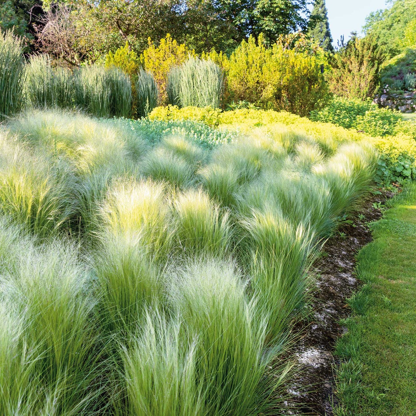 grass mexican feather