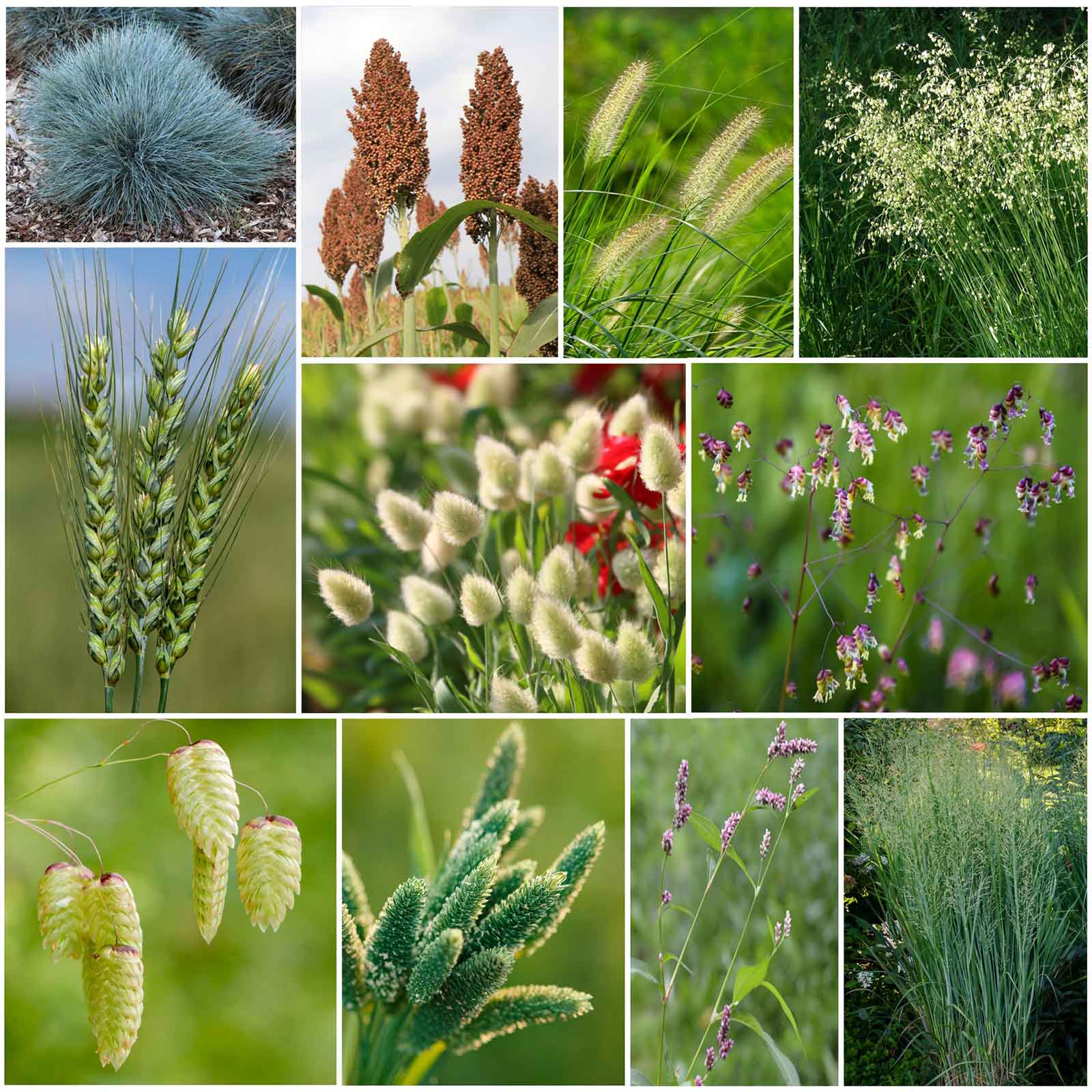 planting ornamental grass from seed Grass Seeds - Annual Ornamental Grass Mix | Grass Seeds