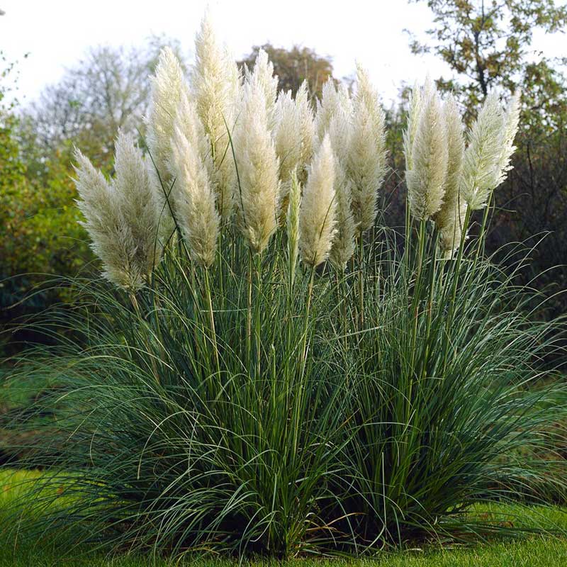 pampas flower seeds Grass Seeds - Pampas Plume White | Grass Seeds