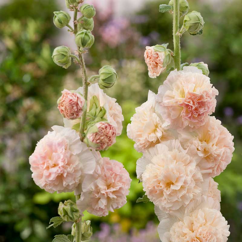 hollyhock flower seeds Bulk Hollyhock Seeds