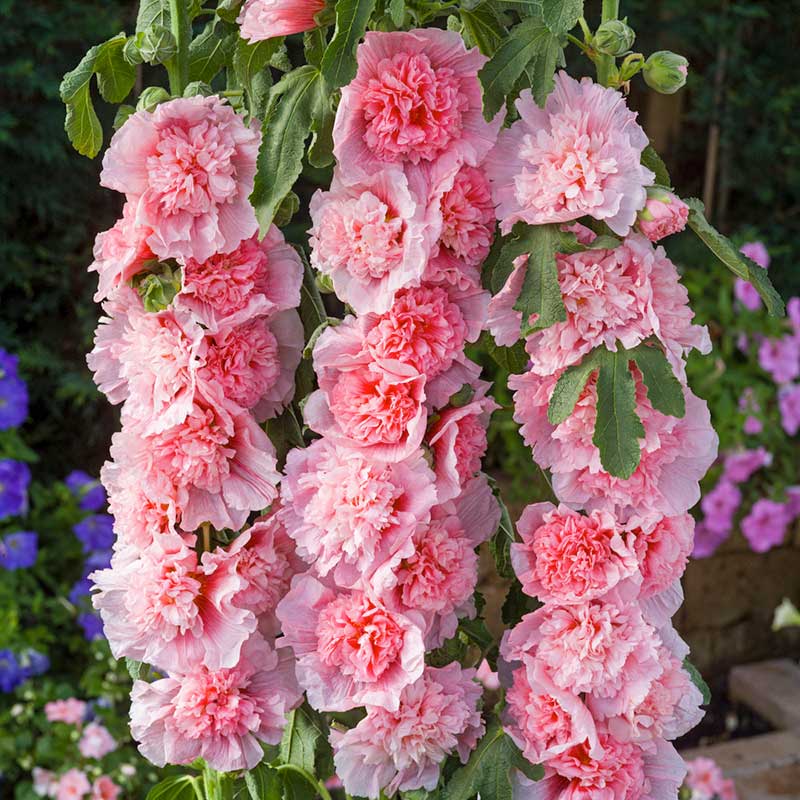 planting hollyhock seeds in summer Bulk Hollyhock Seeds - Summer Carnival