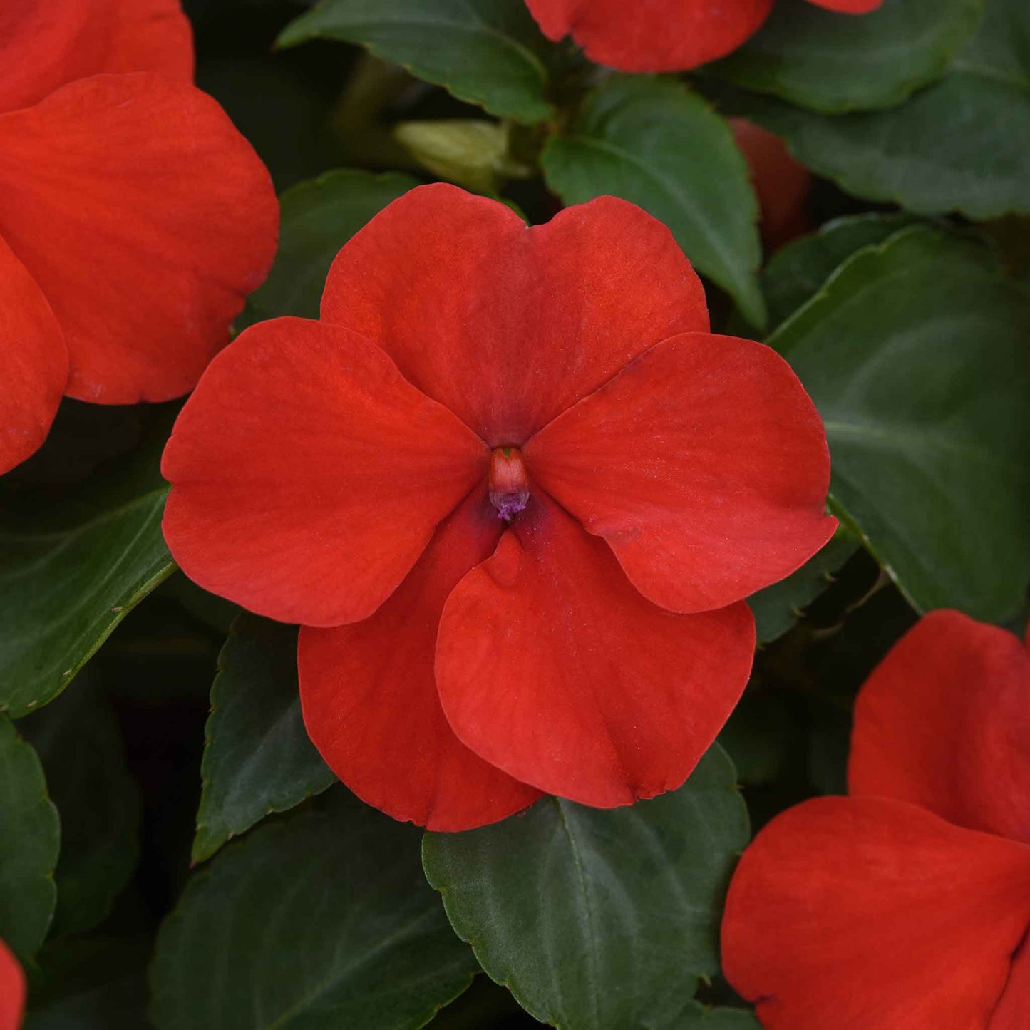 impatiens beacon bright red