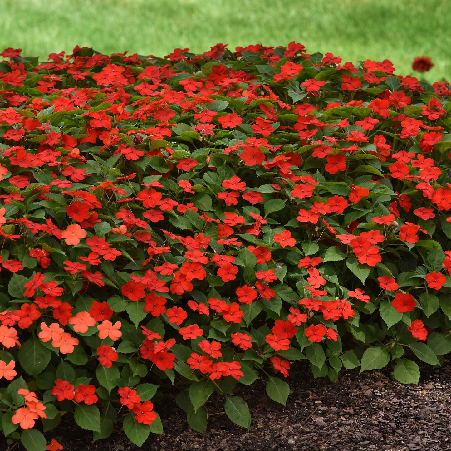 impatiens beacon bright red