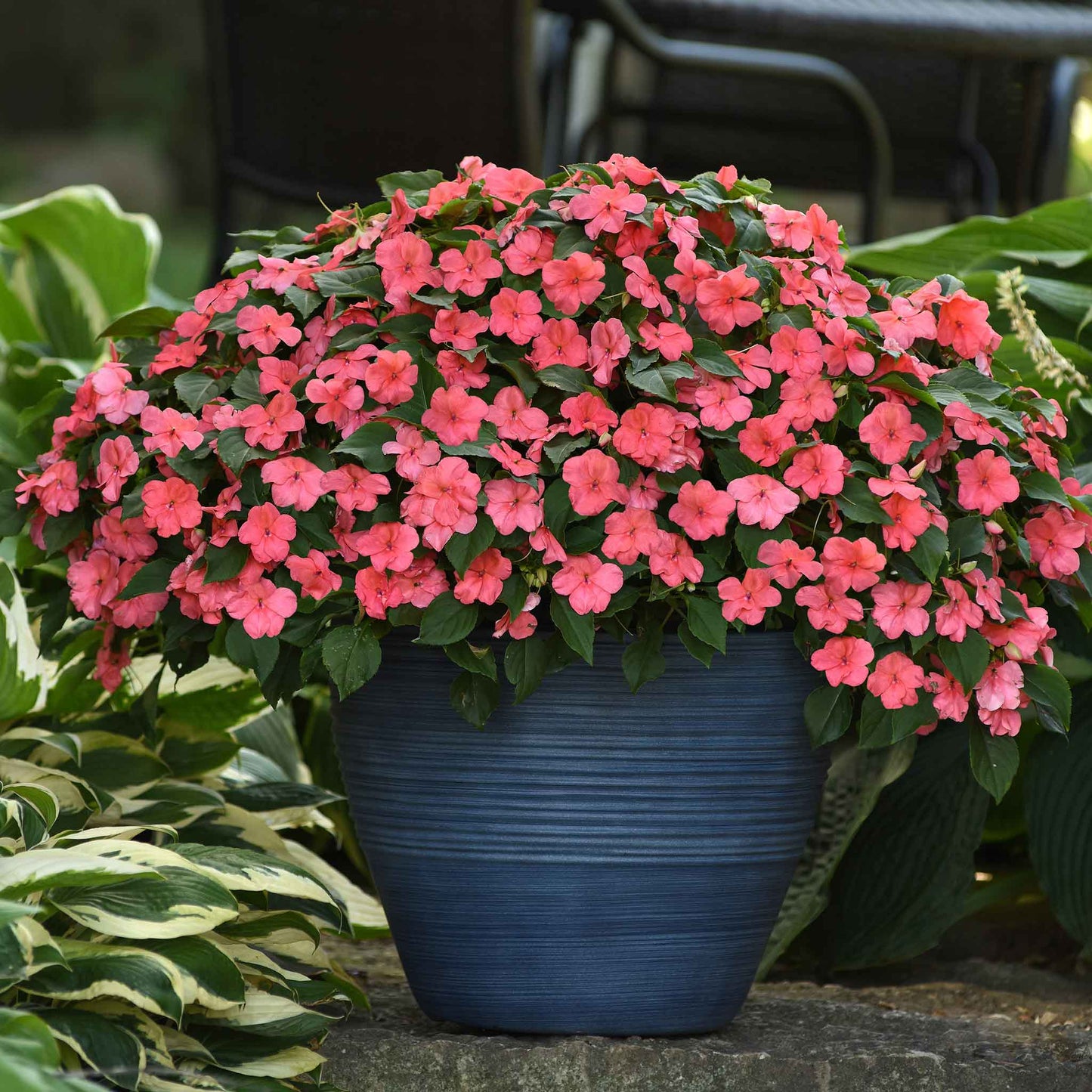 impatiens beacon coral