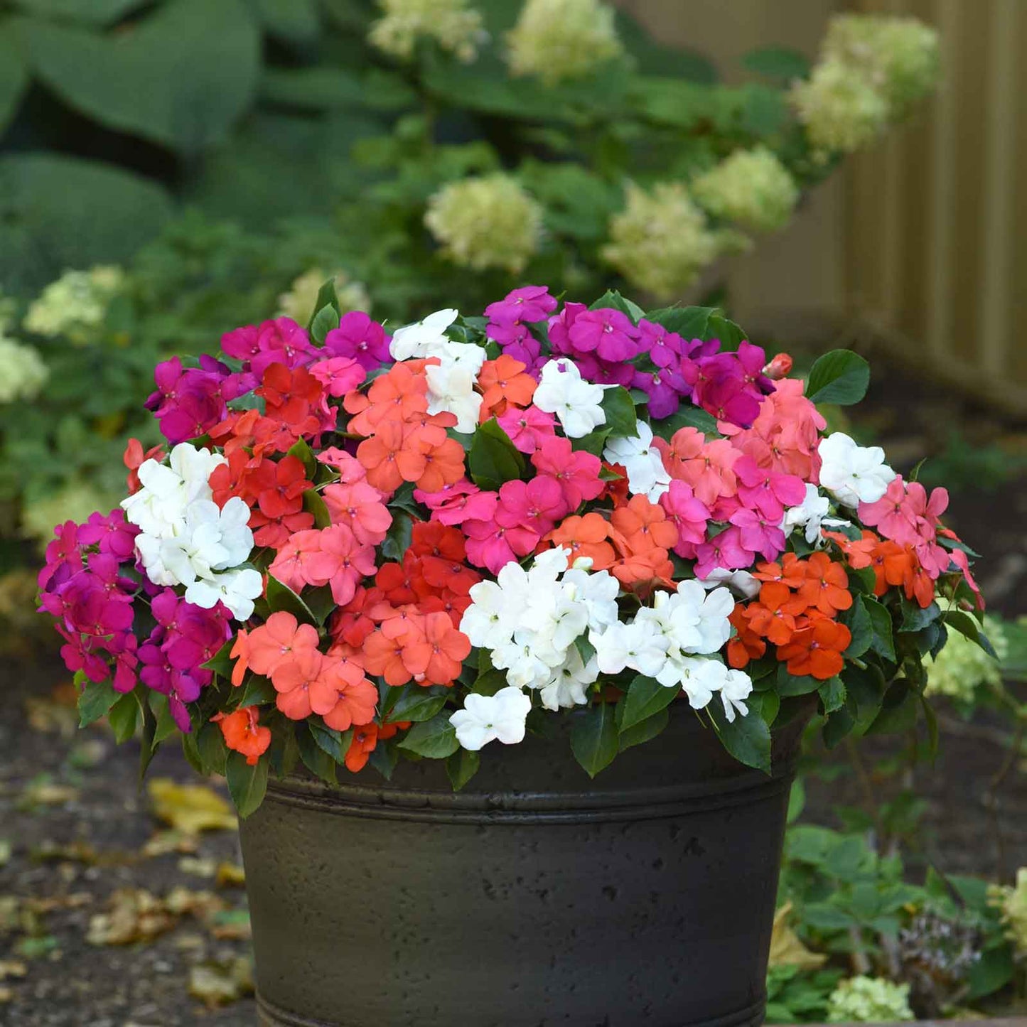 impatiens beacon mix