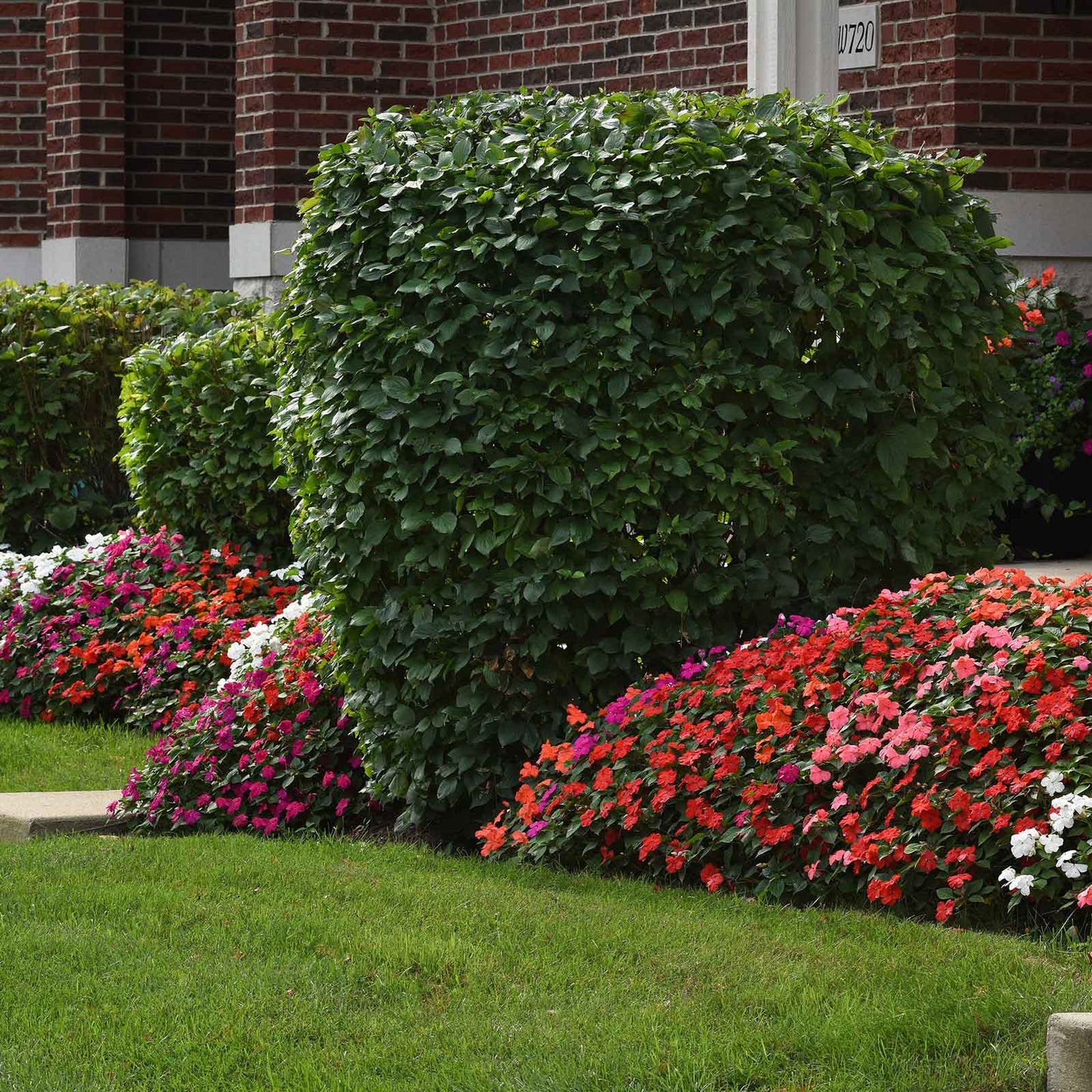 impatiens beacon mix