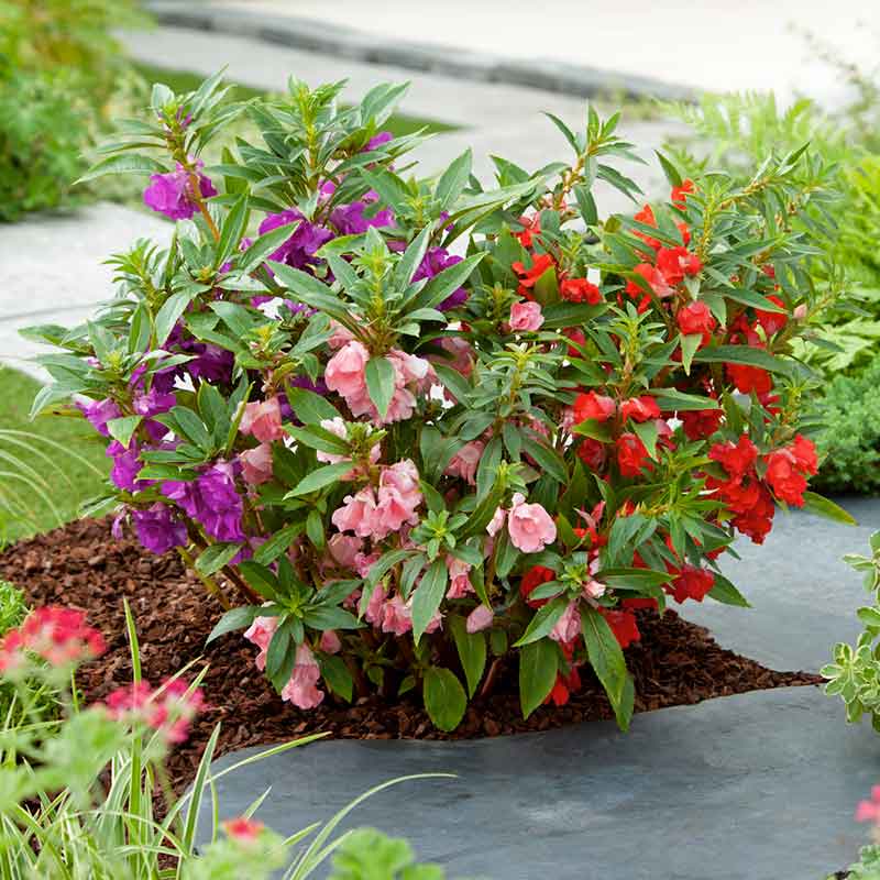 planting impatiens seeds outdoors Bulk Impatiens Seeds