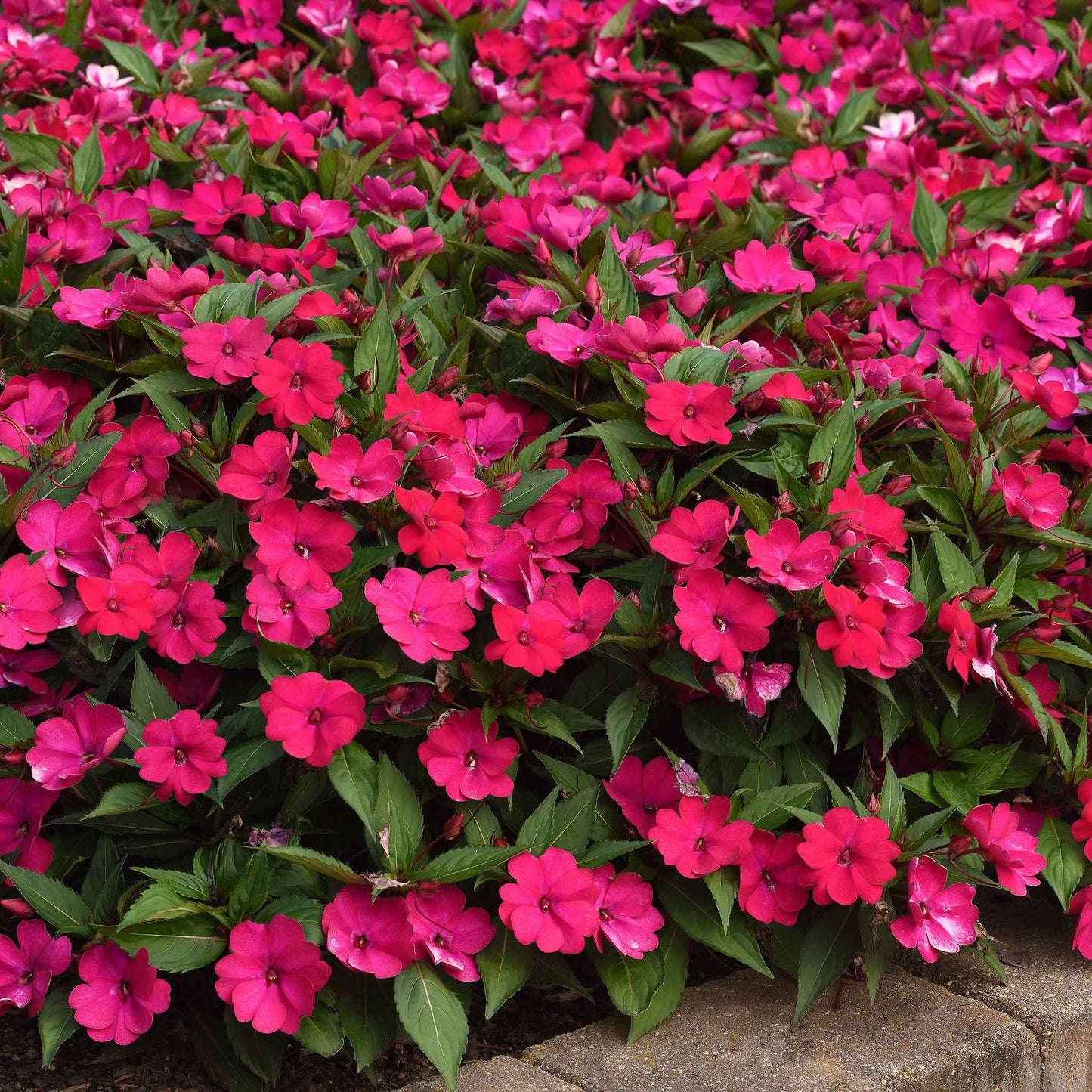 impatiens solarscape magenta bliss