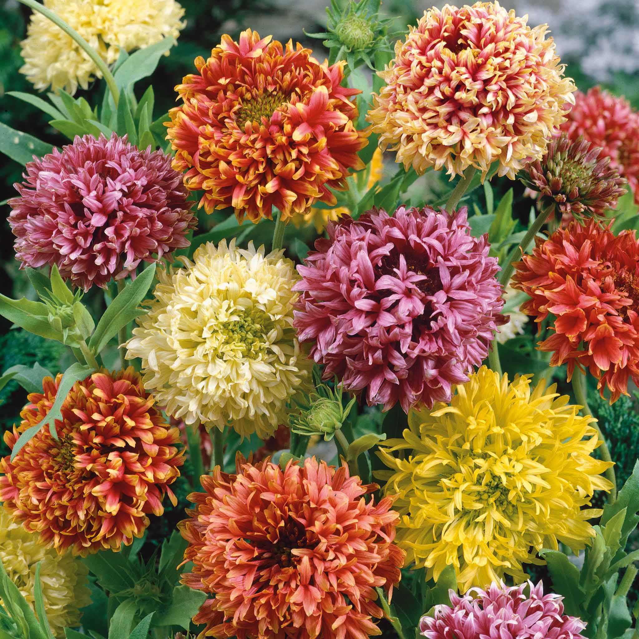 planting indian blanket seeds Bulk Indian Blanket Seeds