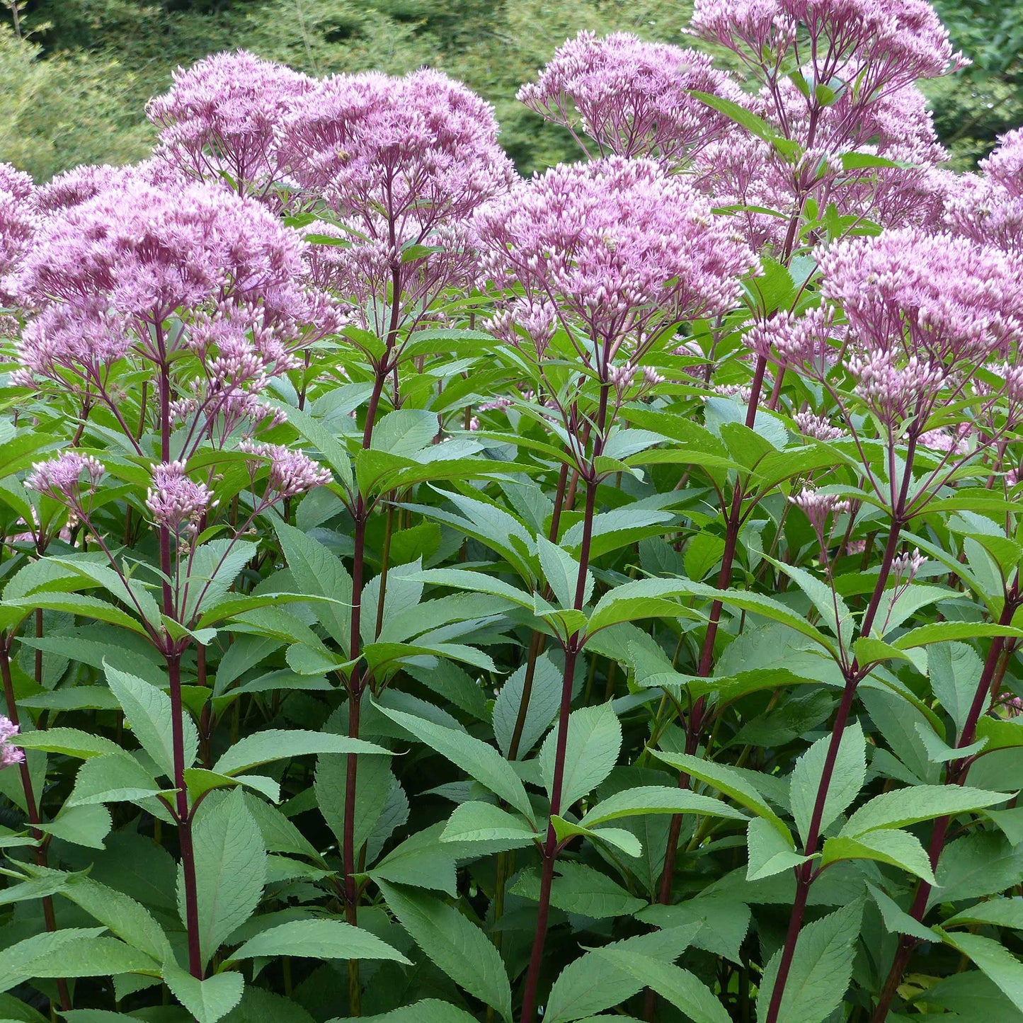 joe pye weed 