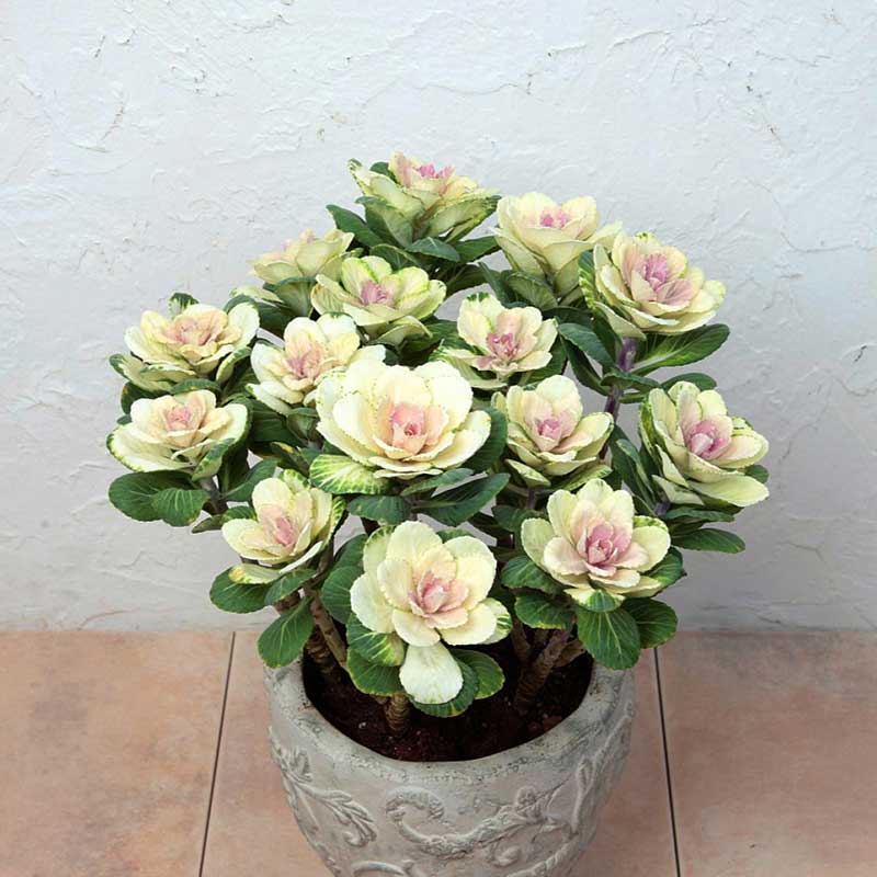 potted kale plants for sale Bulk Ornamental Kale Seeds