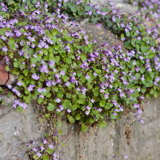 ivy plant seeds Kenilworth Ivy Seeds | Bulk Flower Seeds