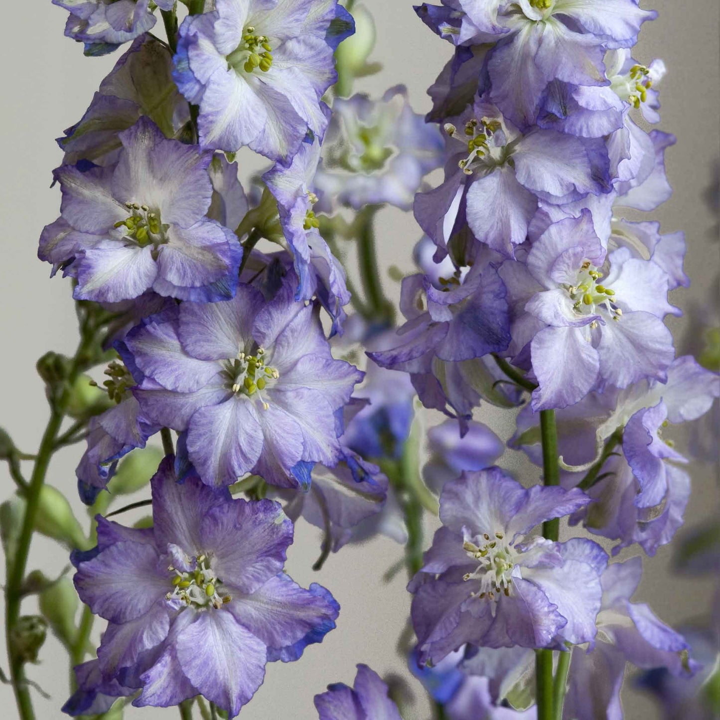 larkspur fancy purple picotee