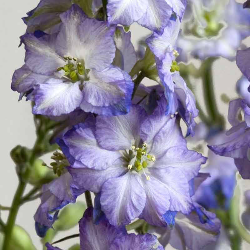 larkspur fancy purple picotee