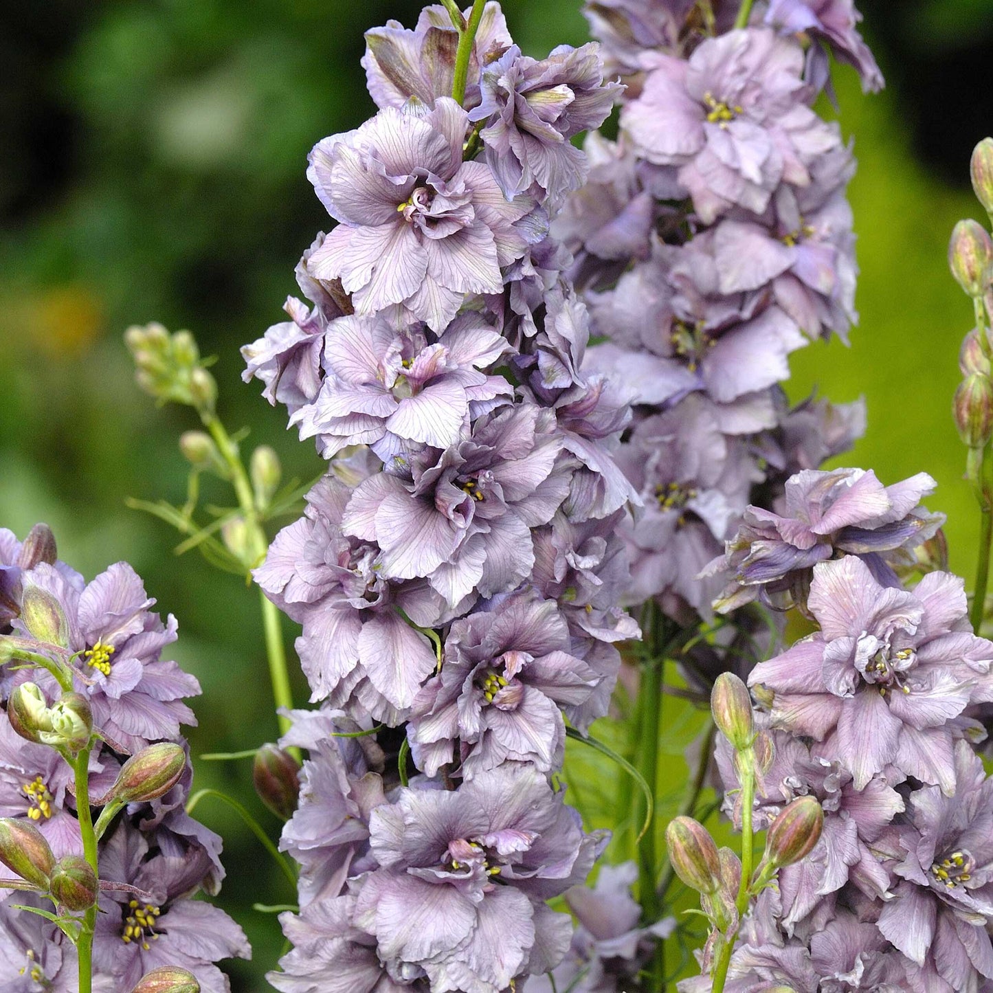 larkspur misty lavender