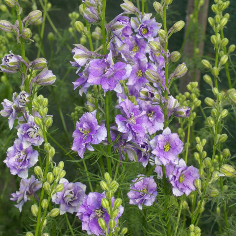 larkspur qis light blue