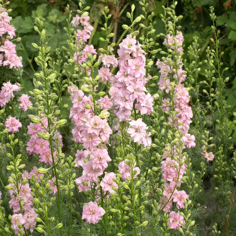 larkspur qis rose seeds Bulk Larkspur Seeds - QIS Light Pink