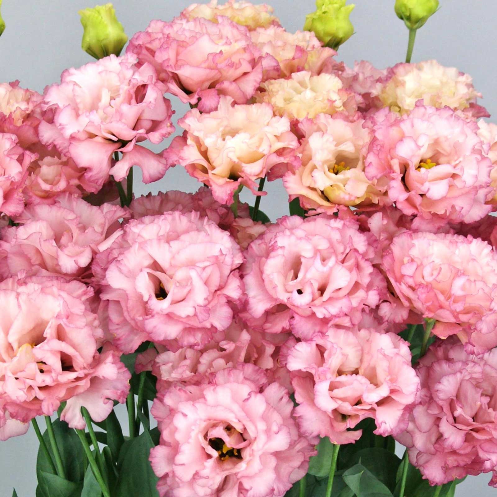 flower seeds lisianthus Bulk Lisianthus Seeds