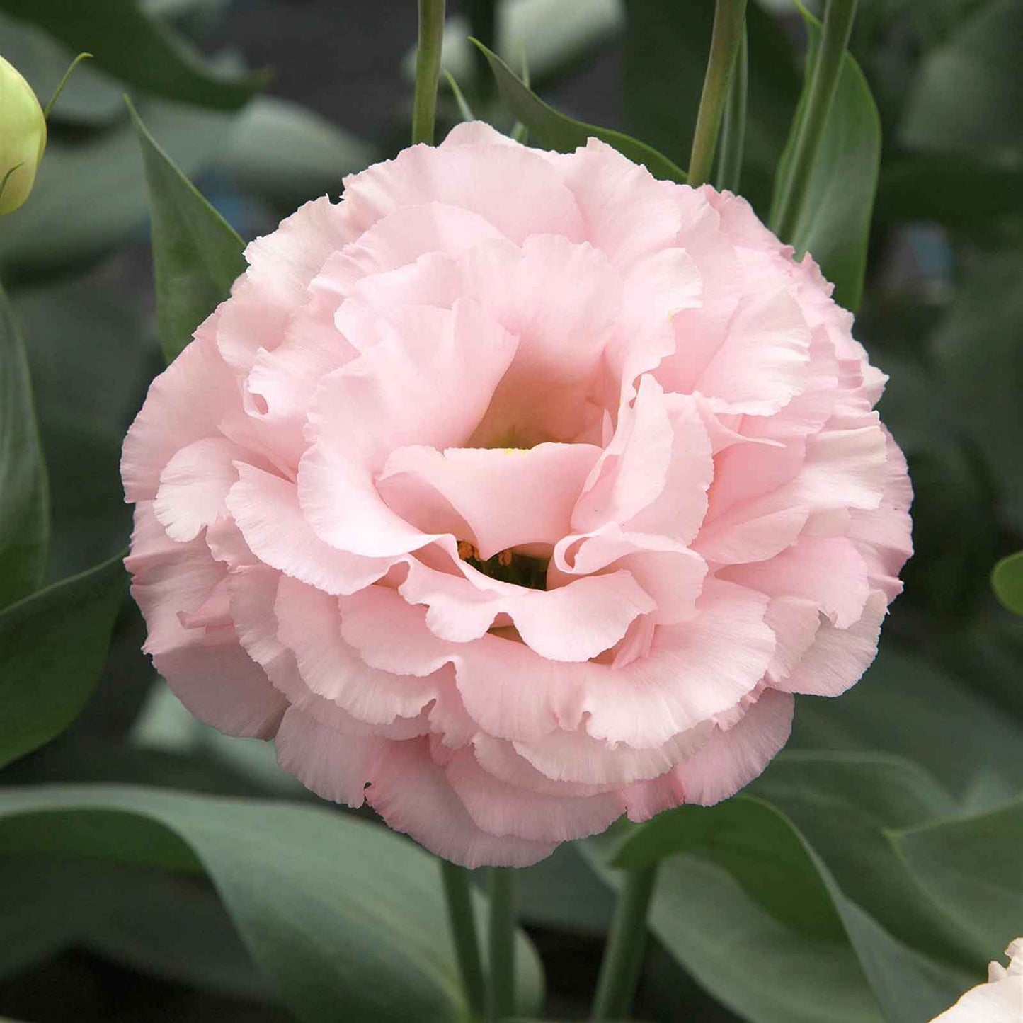 lisianthus corelli peach