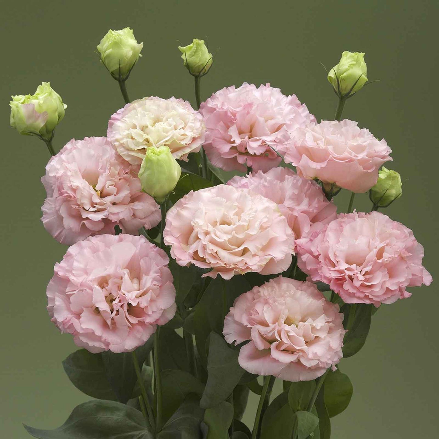 lisianthus corelli peach