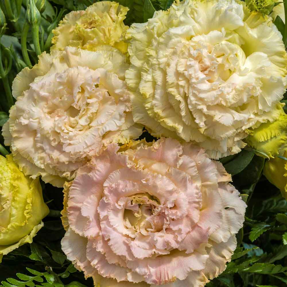 lisianthus flower seeds Bulk Lisianthus Seeds