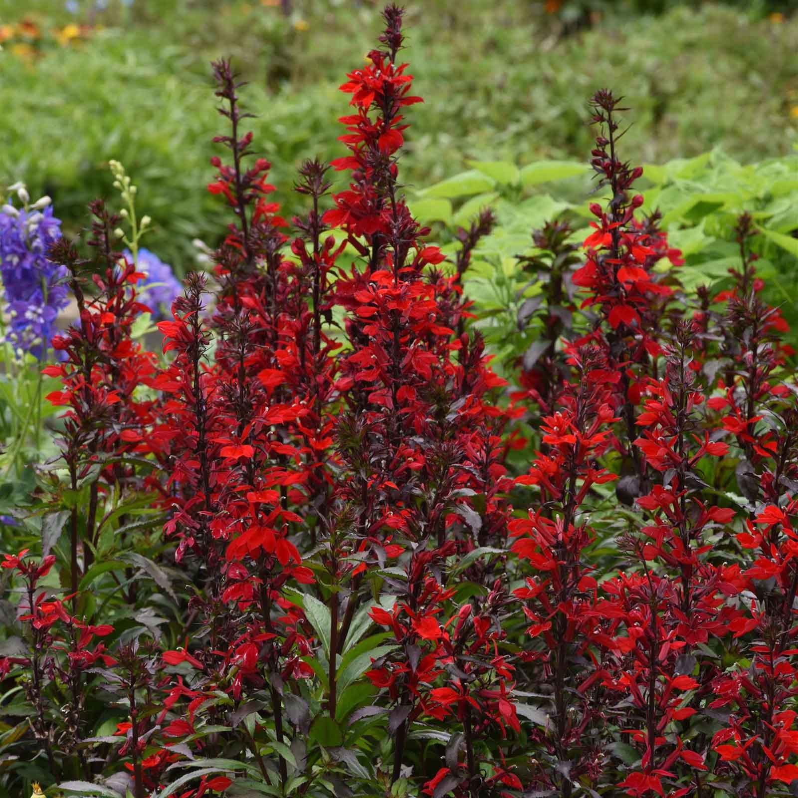 planting lobelia seeds Bulk Lobelia Seeds - Blue Carpet