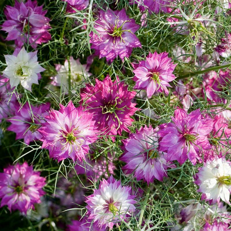 love in rose seeds Bulk Love in a Mist Seeds - Mulberry Rose