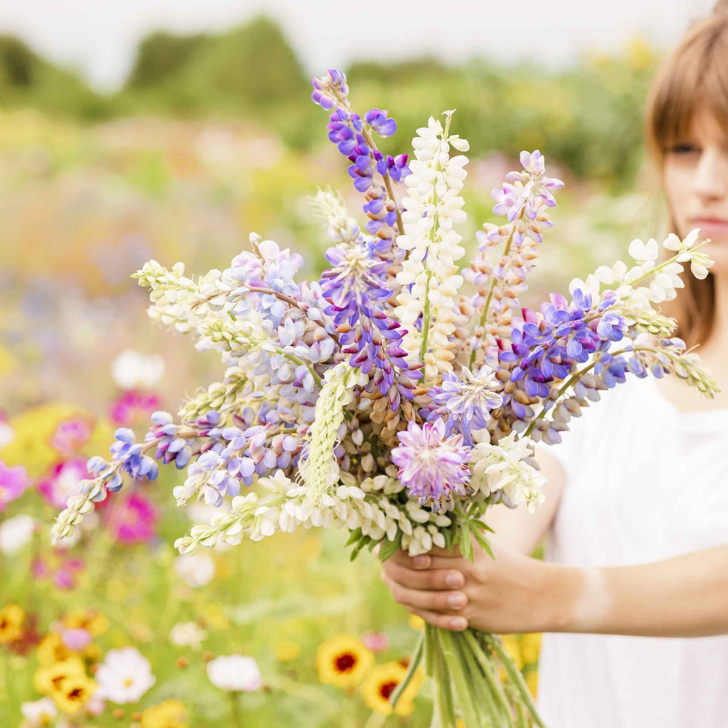 lupine hartwegii mix