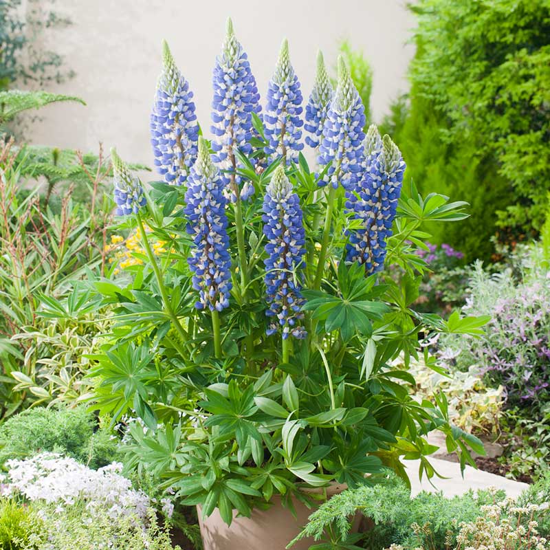 planting lupin seeds uk Bulk Russell Lupine Seeds