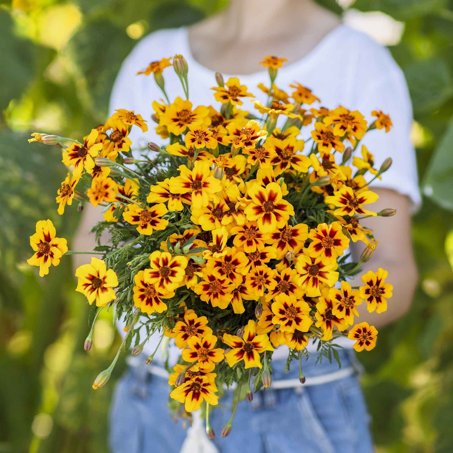 marigold dainty marietta