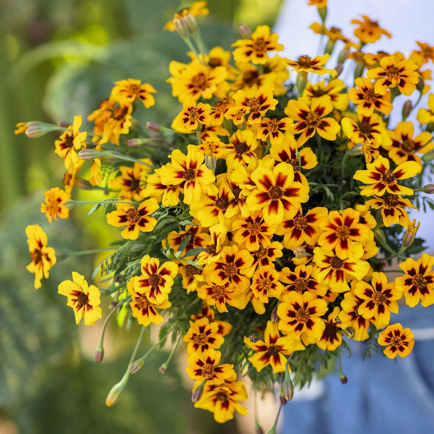 marigold dainty marietta