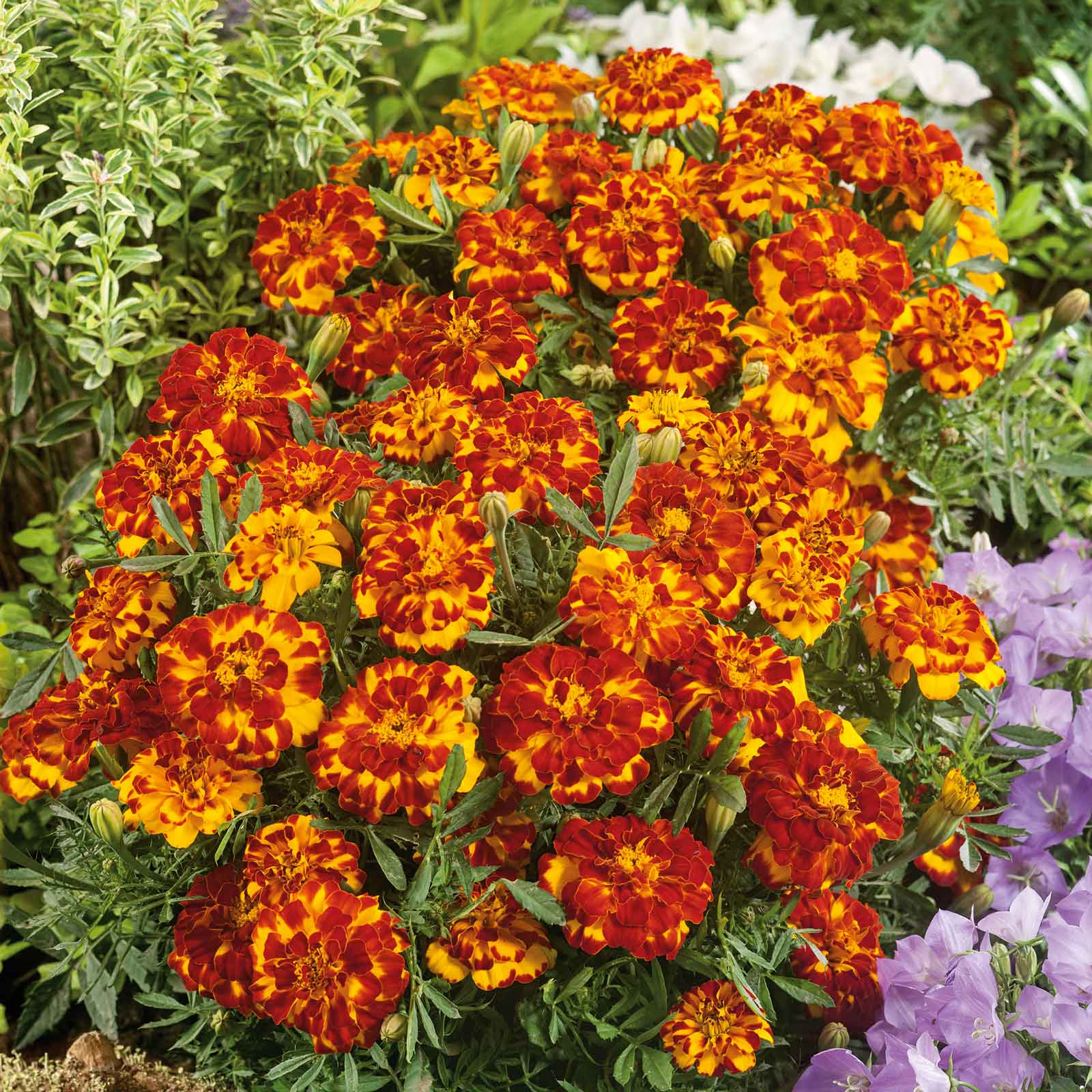 marigold bulk seeds Bulk French Marigold Seeds - Bolero