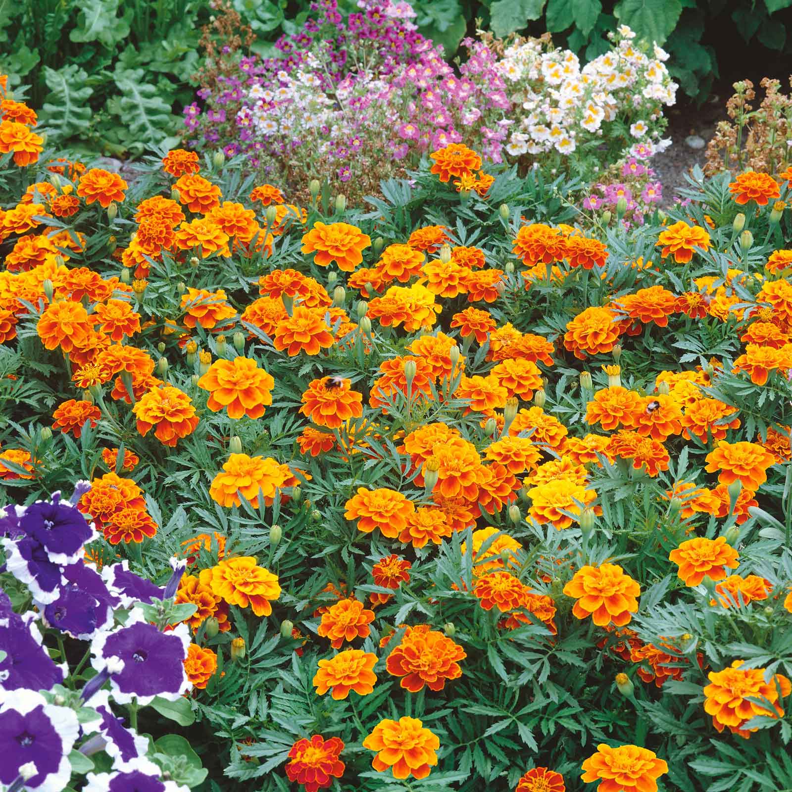 queen sophia marigold seeds Bulk French Marigold Seeds