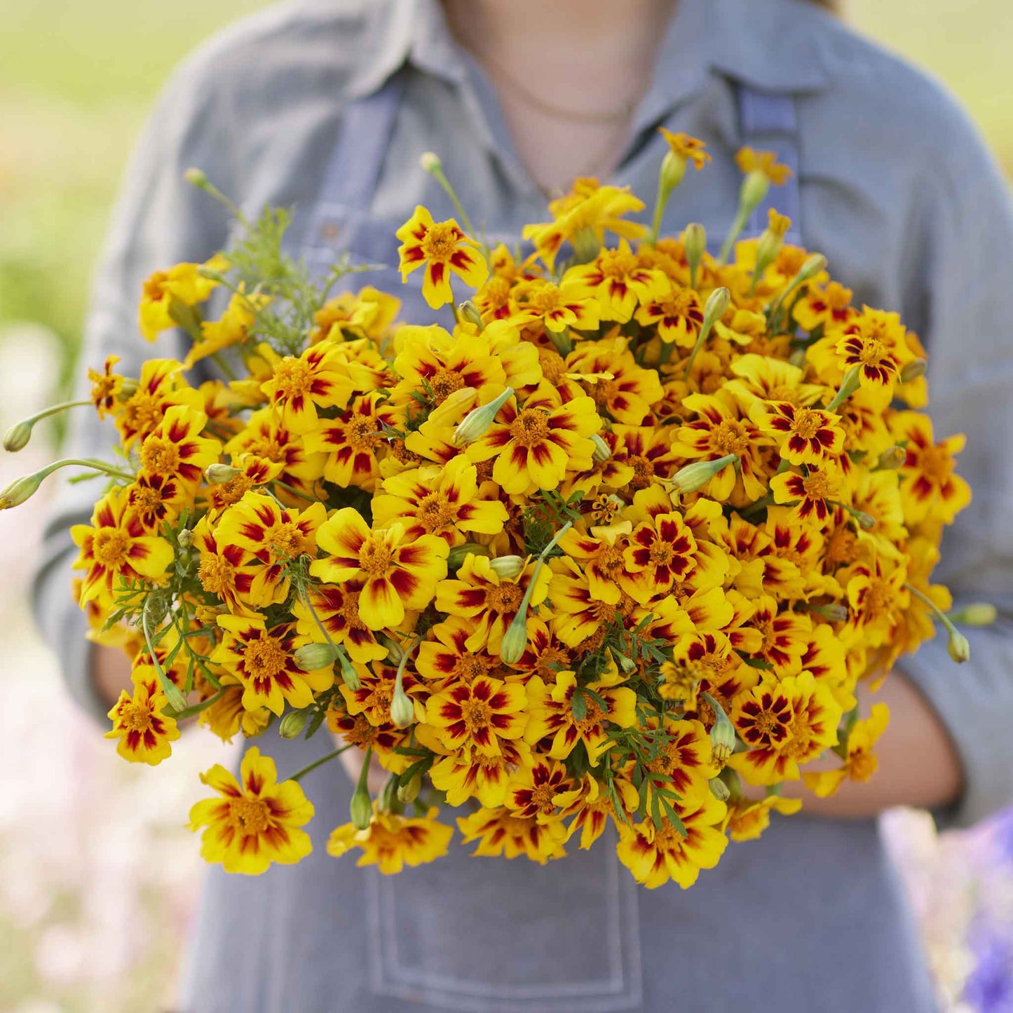 Bulk French Marigold Seeds (Dwarf) - Naughty Marietta