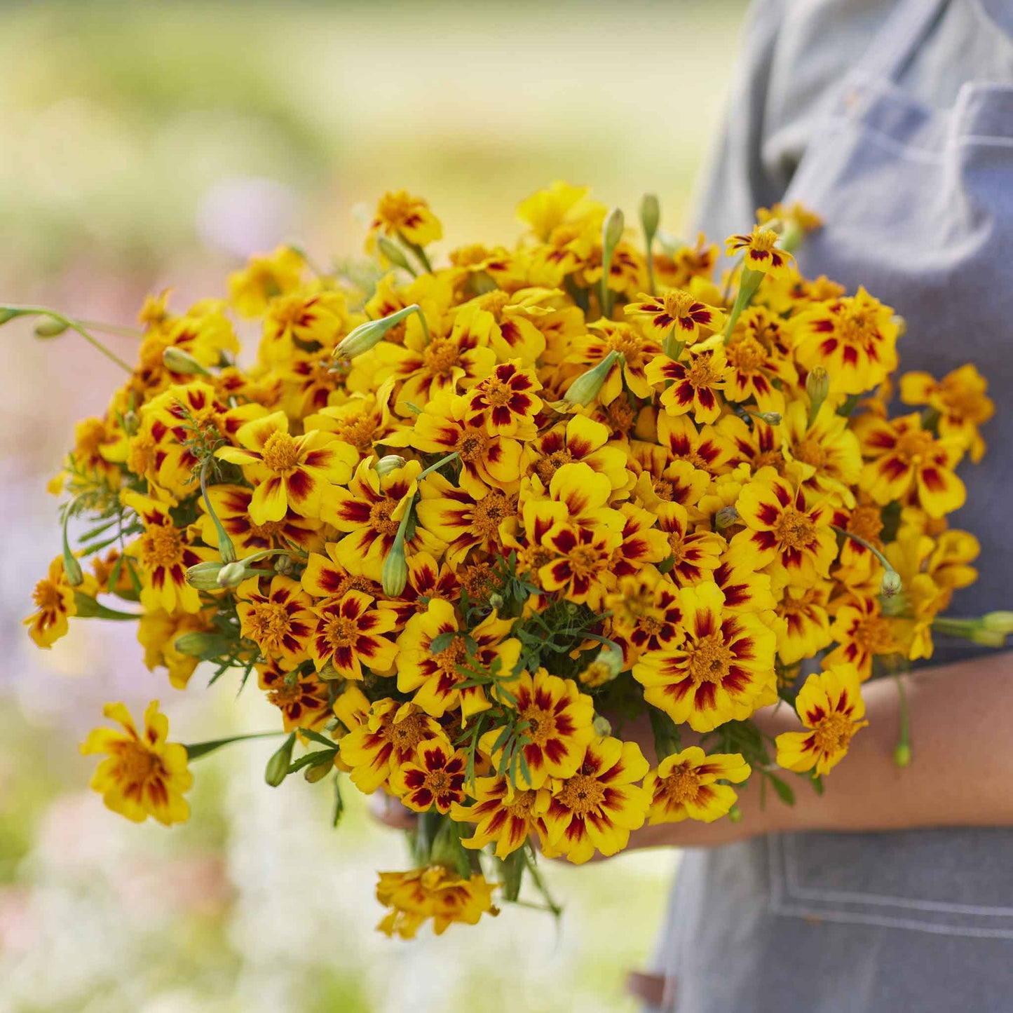 Bulk French Marigold Seeds (Dwarf) - Naughty Marietta