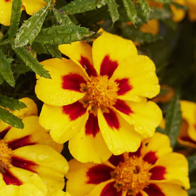 Bulk French Marigold Seeds (Dwarf) - Naughty Marietta