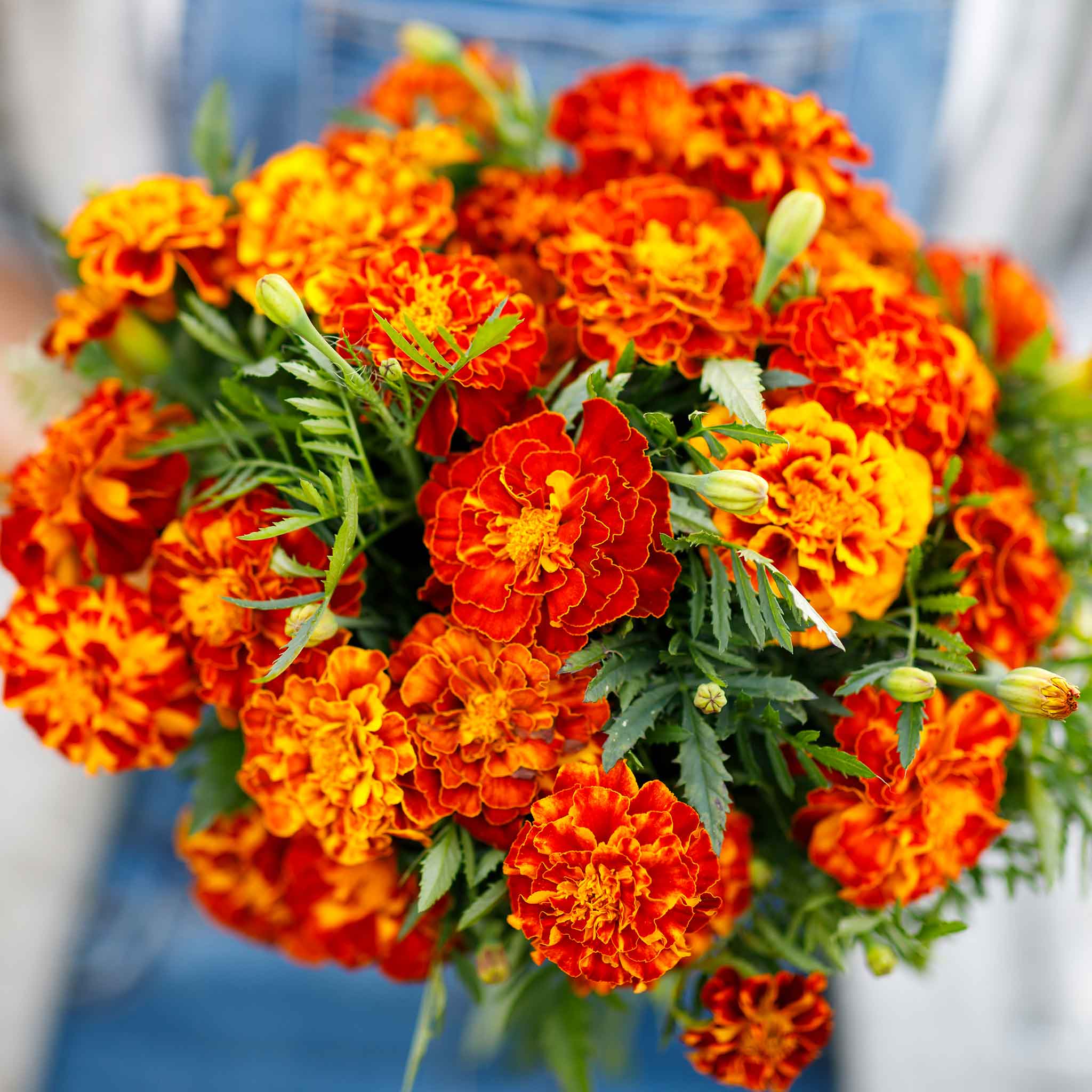 mixed marigold seeds Organic Marigold Seeds - Sparky Mix | Bulk Flower Seeds