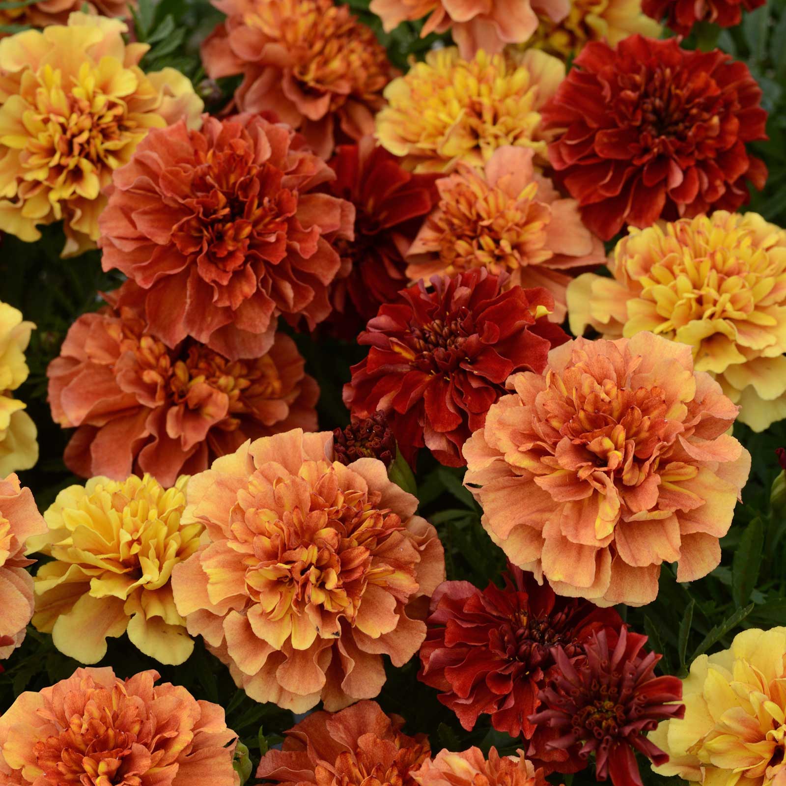 marigold seeds wholesale Bulk Marigold Seeds