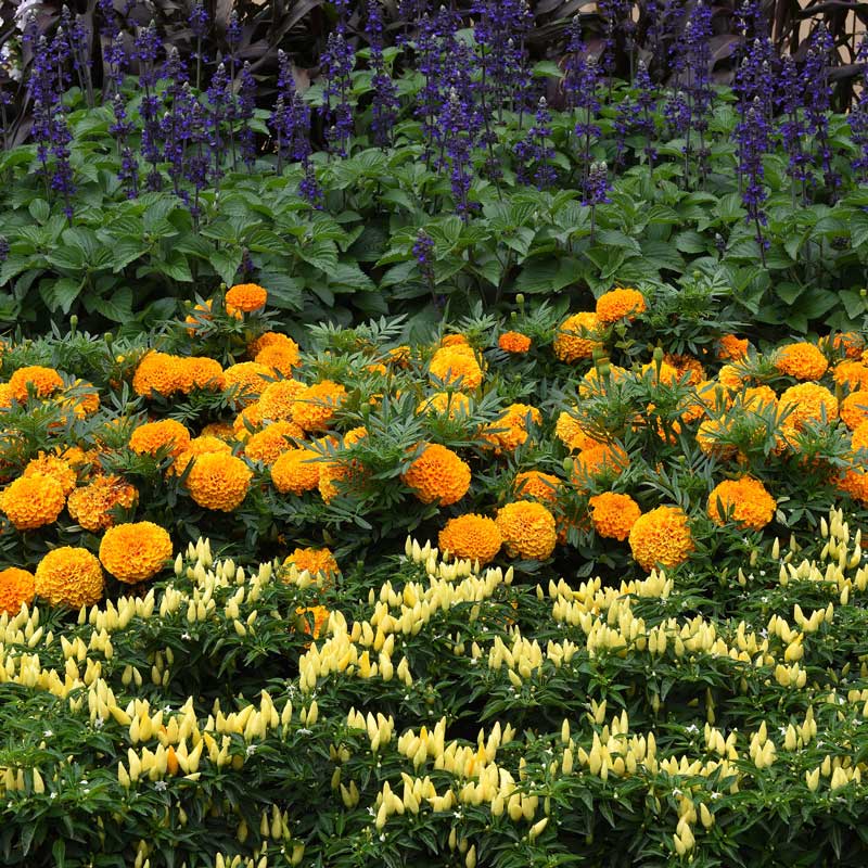 marigold flower seeds for sale Bulk African Marigold Seeds - Taishan Orange