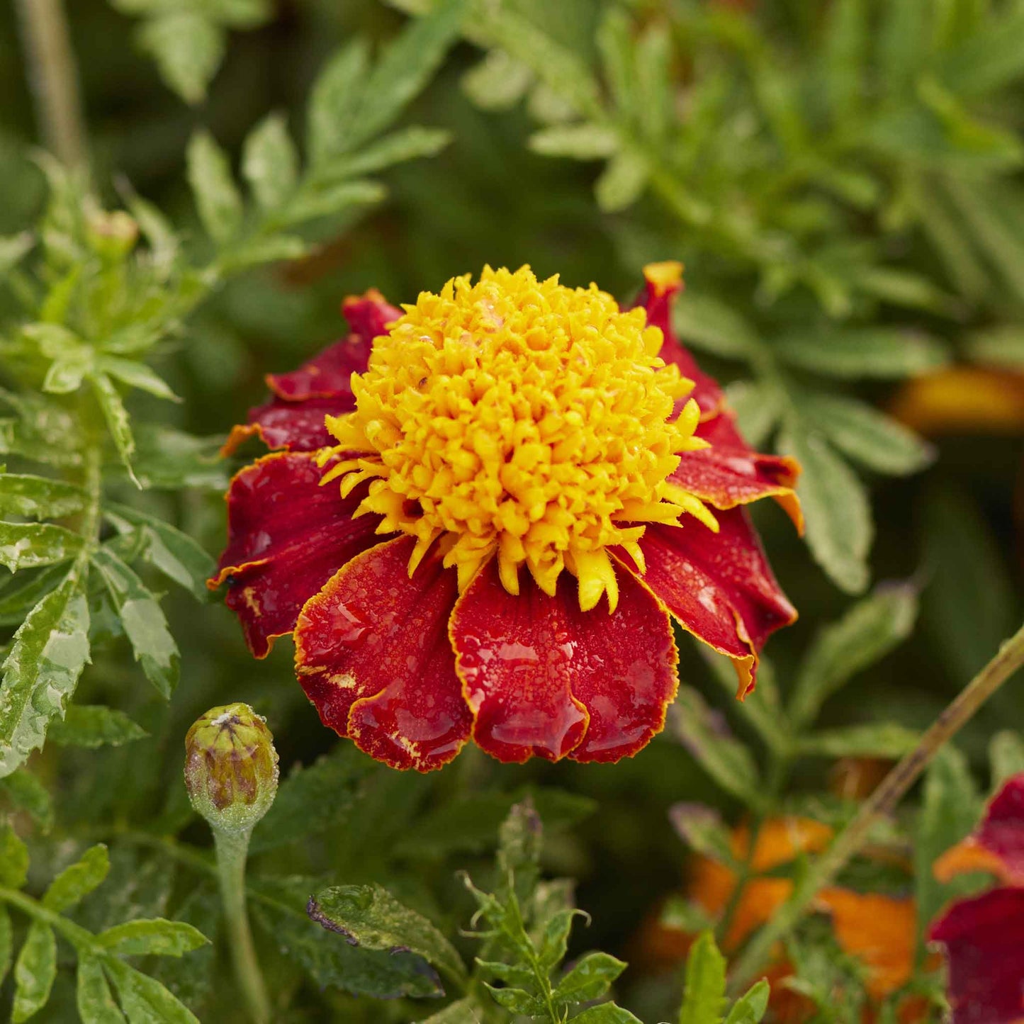 marigold tiger eyes