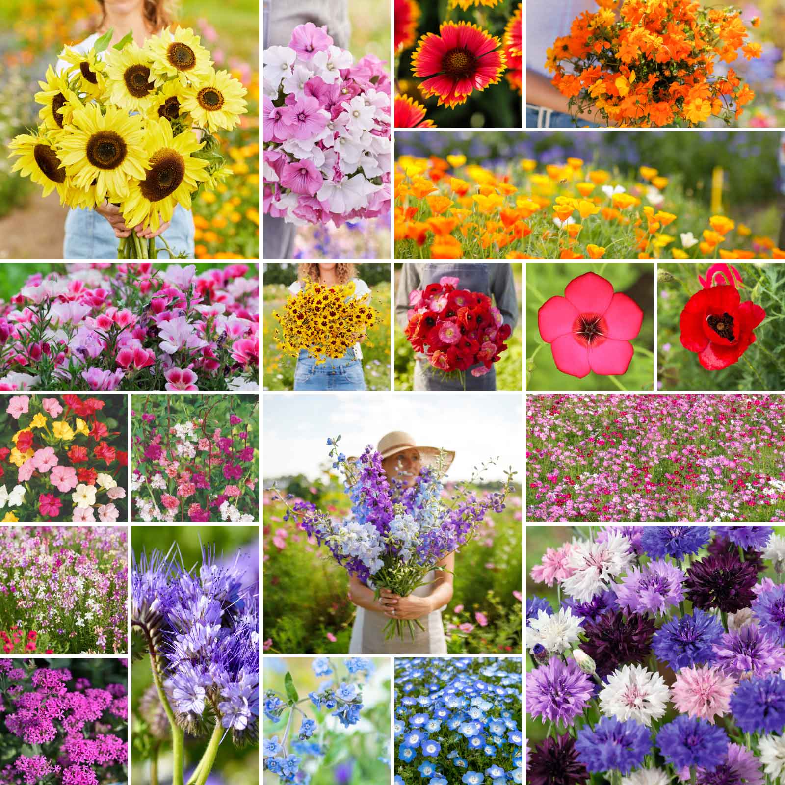 annual garden seeds Bulk All Annual Wildflower Seed Mix 10 Pounds