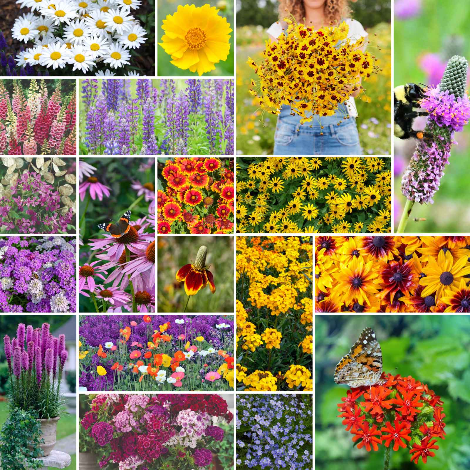 hardy wildflower seeds Bulk All Perennial Wildflower Seed Mix 5 Pounds