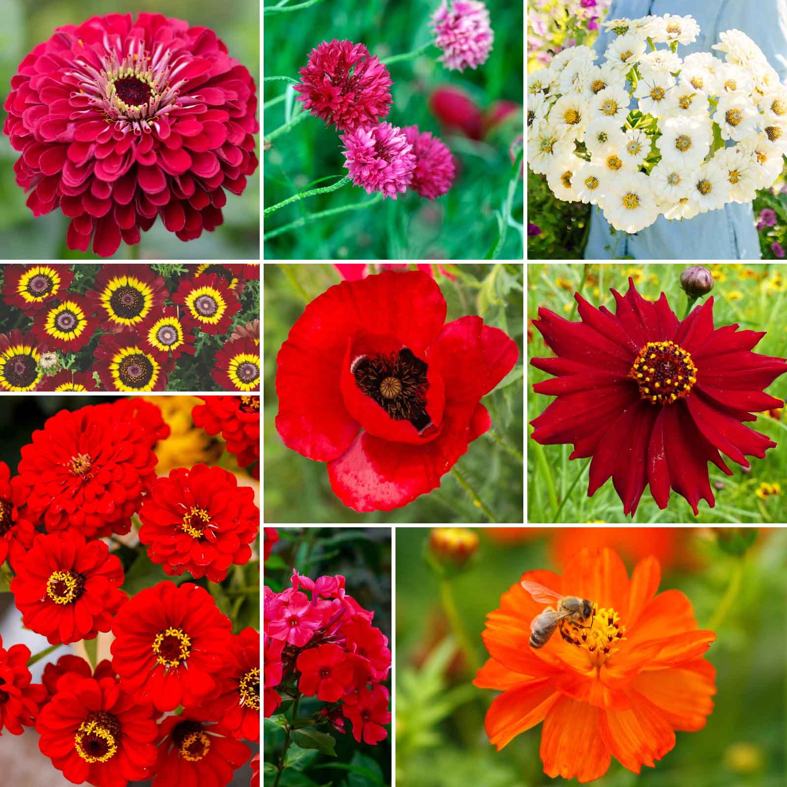 flowers seeds for garden Bulk Red Flower Seed Mix