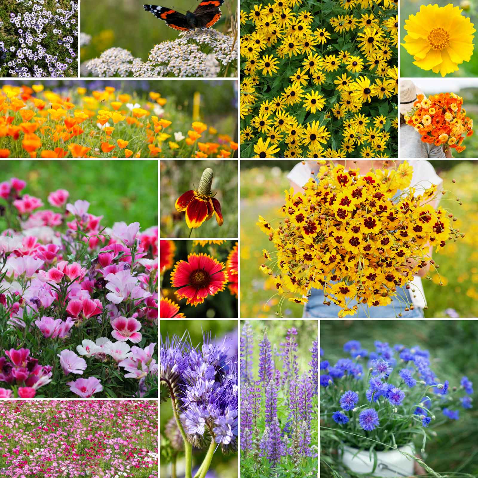 cheap bulk wildflower seeds Bulk Bird & Butterfly Wildflower Seed Mix