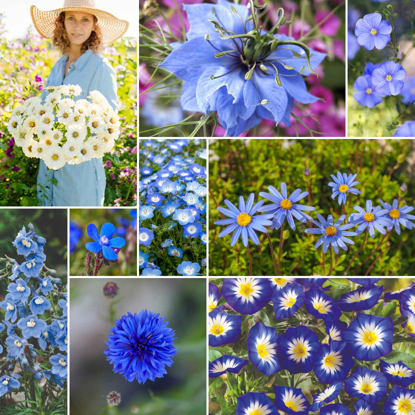 buy flower seeds in bulk Bulk Blue Flower Seed Mix