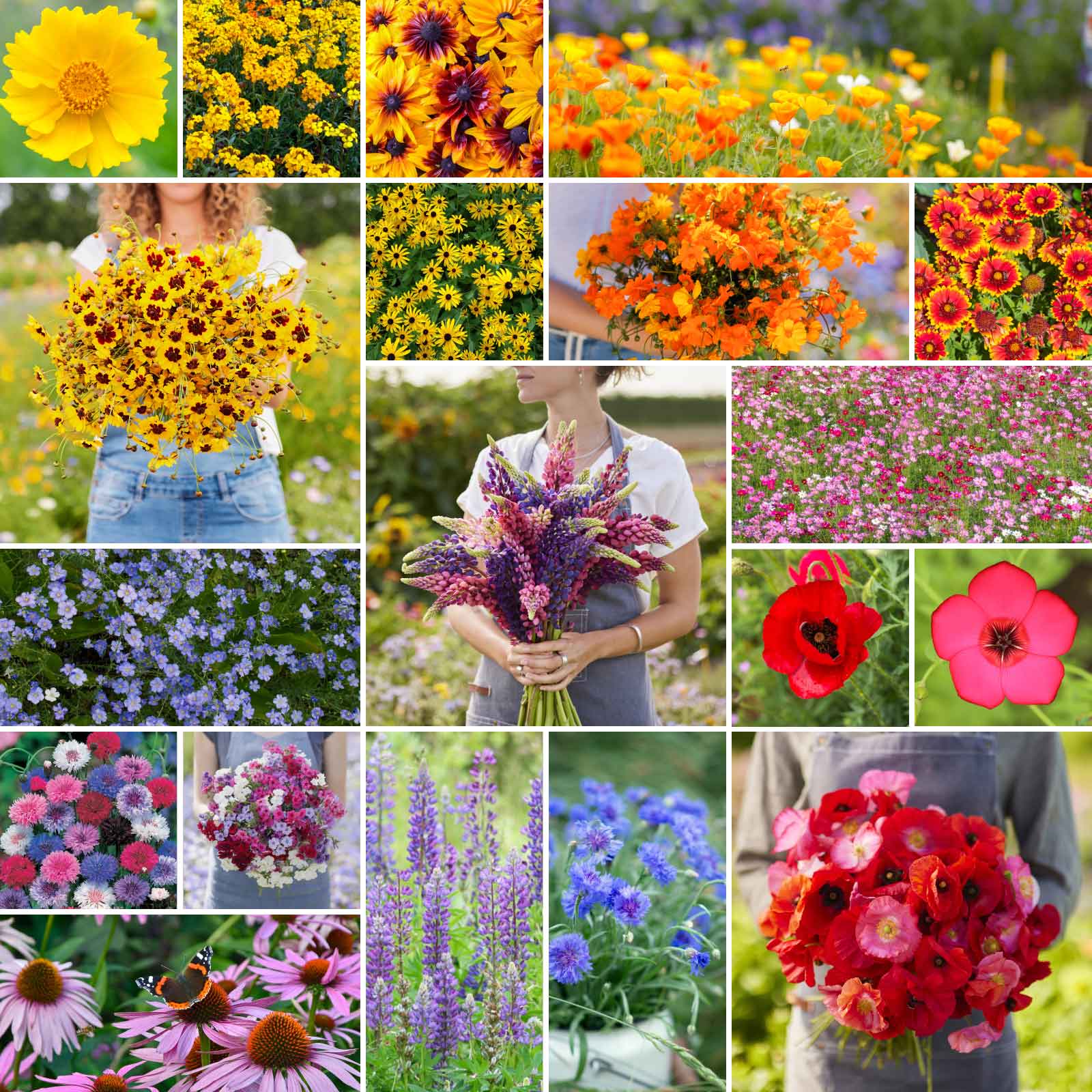full sun wildflower seeds Bulk Burst Of Bloom Annual & Perennial Wildflower Seed Mix 1/4 Pound