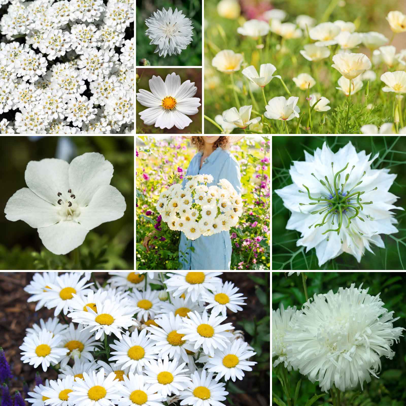 white flower seed mix Bulk White Flower Seed Mix