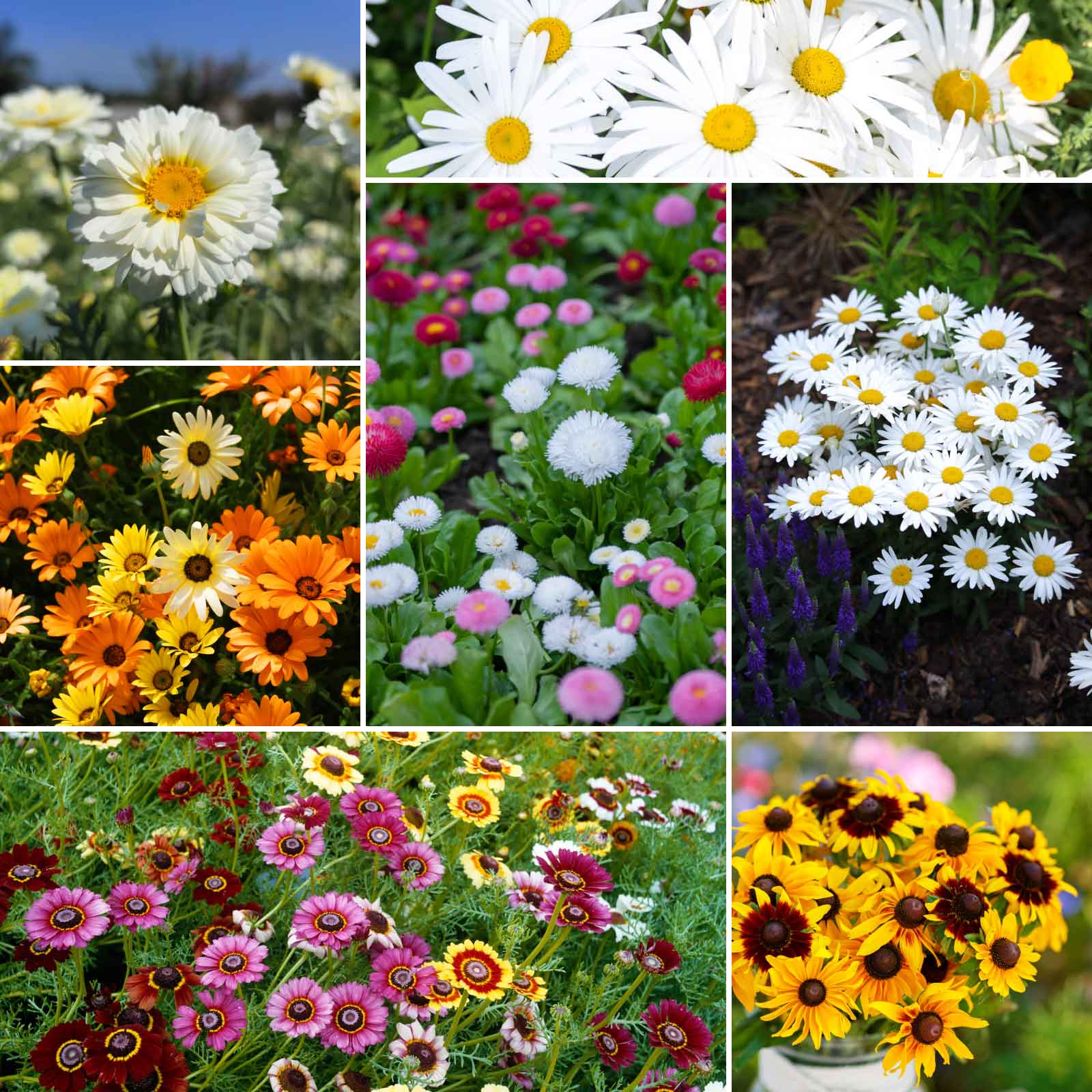 daisy seeds from flower Bulk Daisy Crazy